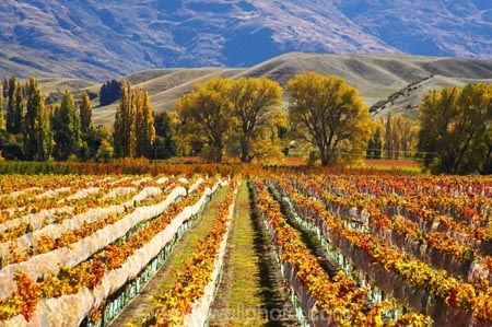 agricultural;agriculture;autuminal;autumn;autumnal;bird-nets;bird-netting;Central-Otago;central-otago-vineyard;central-otago-vineyards;central-otago-wineries;central-otago-winery;color;colors;colour;colours;country;countryside;cromwell;crop;crops;cultivation;deciduous;fall;farm;farming;farmland;farms;field;fields;gold;golden;grape;grapes;grapevine;horticulture;leaf;leaves;net;nets;netting;New-Zealand;pisa-range;row;rows;rural;south-island;tree;trees;vine;vines;vineyard;vineyards;vintage;wine;wineries;winery;wines;Wooing-Tree-Vineyard;yellow