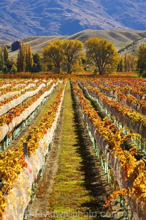 agricultural;agriculture;autuminal;autumn;autumnal;bird-nets;bird-netting;Central-Otago;central-otago-vineyard;central-otago-vineyards;central-otago-wineries;central-otago-winery;color;colors;colour;colours;country;countryside;cromwell;crop;crops;cultivation;deciduous;fall;farm;farming;farmland;farms;field;fields;gold;golden;grape;grapes;grapevine;horticulture;leaf;leaves;net;nets;netting;New-Zealand;pisa-range;row;rows;rural;south-island;tree;trees;vine;vines;vineyard;vineyards;vintage;wine;wineries;winery;wines;Wooing-Tree-Vineyard;yellow