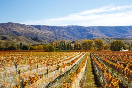 agricultural;agriculture;autuminal;autumn;autumnal;bird-nets;bird-netting;Central-Otago;central-otago-vineyard;central-otago-vineyards;central-otago-wineries;central-otago-winery;color;colors;colour;colours;country;countryside;cromwell;crop;crops;cultivation;deciduous;fall;farm;farming;farmland;farms;field;fields;gold;golden;grape;grapes;grapevine;horticulture;leaf;leaves;net;nets;netting;New-Zealand;pisa-range;row;rows;rural;south-island;tree;trees;vine;vines;vineyard;vineyards;vintage;wine;wineries;winery;wines;Wooing-Tree-Vineyard;yellow