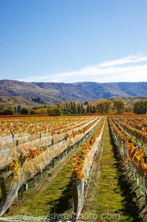 agricultural;agriculture;autuminal;autumn;autumnal;bird-nets;bird-netting;Central-Otago;central-otago-vineyard;central-otago-vineyards;central-otago-wineries;central-otago-winery;color;colors;colour;colours;country;countryside;cromwell;crop;crops;cultivation;deciduous;fall;farm;farming;farmland;farms;field;fields;gold;golden;grape;grapes;grapevine;horticulture;leaf;leaves;net;nets;netting;New-Zealand;pisa-range;row;rows;rural;south-island;tree;trees;vine;vines;vineyard;vineyards;vintage;wine;wineries;winery;wines;Wooing-Tree-Vineyard;yellow