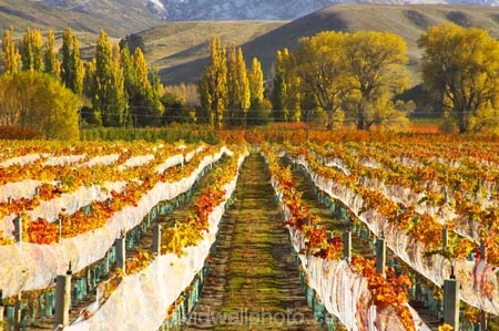 agricultural;agriculture;autuminal;autumn;autumnal;bird-nets;bird-netting;Central-Otago;central-otago-vineyard;central-otago-vineyards;central-otago-wineries;central-otago-winery;color;colors;colour;colours;country;countryside;cromwell;crop;crops;cultivation;deciduous;fall;farm;farming;farmland;farms;field;fields;gold;golden;grape;grapes;grapevine;horticulture;leaf;leaves;net;nets;netting;New-Zealand;poplar;poplar-tree;poplar-trees;poplars;row;rows;rural;South-Island;tree;trees;vine;vines;vineyard;vineyards;vintage;willow;willow-tree;willow-trees;willows;wine;wineries;winery;wines;Wooing-Tree-Vineyard;yellow