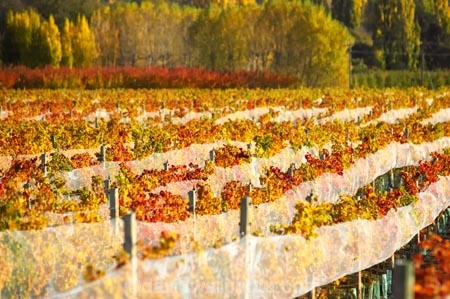 agricultural;agriculture;autuminal;autumn;autumnal;bird-nets;bird-netting;Central-Otago;central-otago-vineyard;central-otago-vineyards;central-otago-wineries;central-otago-winery;color;colors;colour;colours;country;countryside;cromwell;crop;crops;cultivation;deciduous;fall;farm;farming;farmland;farms;field;fields;gold;golden;grape;grapes;grapevine;horticulture;leaf;leaves;net;nets;netting;New-Zealand;poplar;poplar-tree;poplar-trees;poplars;row;rows;rural;South-Island;tree;trees;vine;vines;vineyard;vineyards;vintage;willow;willow-tree;willow-trees;willows;wine;wineries;winery;wines;Wooing-Tree-Vineyard;yellow