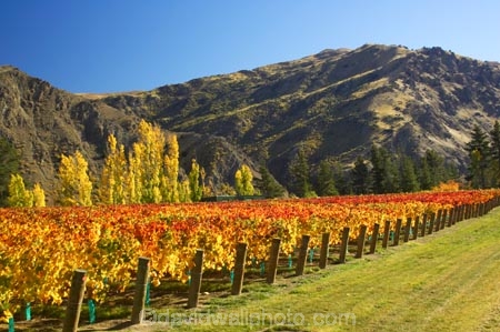 agricultural;agriculture;autuminal;autumn;autumnal;bird-nets;bird-netting;Central-Otago;central-otago-vineyard;central-otago-vineyards;central-otago-wineries;central-otago-winery;color;colors;colour;colours;country;countryside;cromwell;crop;crops;cultivation;deciduous;fall;farm;farming;farmland;farms;field;fields;gold;golden;grape;grapes;grapevine;horticulture;kawarau-gorge;leaf;leaves;New-Zealand;orange;poplar;poplar-tree;poplar-trees;poplars;row;rows;rural;south-island;tree;trees;vine;vines;vineyard;vineyards;vintage;wine;wineries;winery;wines;yellow