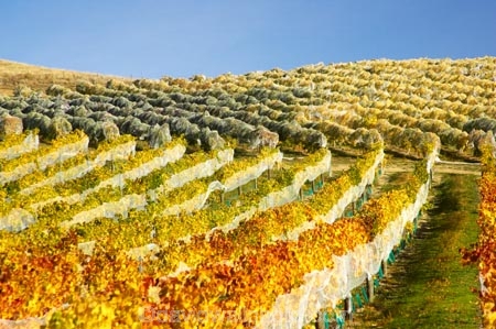 agricultural;agriculture;autuminal;autumn;autumnal;Bannockburn;bird-nets;bird-netting;Central-Otago;central-otago-vineyard;central-otago-vineyards;central-otago-wineries;central-otago-winery;color;colors;colour;colours;country;countryside;cromwell;crop;crops;cultivation;deciduous;fall;farm;farming;farmland;farms;field;fields;gold;golden;grape;grapes;grapevine;horticulture;leaf;leaves;Mt-Difficulty-Vineyard;net;nets;netting;New-Zealand;orange;row;rows;rural;south-island;tree;trees;vine;vines;vineyard;vineyards;vintage;wine;wineries;winery;wines;yellow