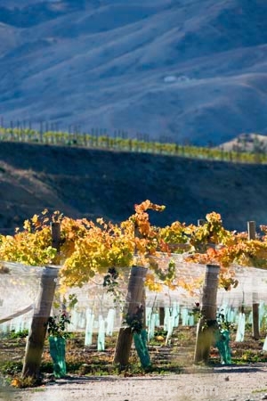 agricultural;agriculture;autuminal;autumn;autumnal;Bannockburn;bird-net;bird-nets;bird-netting;Central-Otago;central-otago-vineyard;central-otago-vineyards;central-otago-wineries;central-otago-winery;color;colors;colour;colours;country;countryside;Cromwell;crop;crops;cultivation;deciduous;Domain-Rd-Vineyard;Domain-Road-Vineyard;fall;farm;farming;farmland;farms;field;fields;grape;grapes;grapevine;horticulture;leaf;leaves;N.Z.;net;nets;netting;New-Zealand;NZ;Otago;Pinot-Noir;row;rows;rural;season;seasonal;seasons;South-Island;vine;vines;vineyard;vineyards;vintage;wineage;wineries;winery;wines;yellow