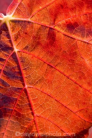 agricultural;agriculture;autuminal;autumn;autumnal;Bannockburn;Central-Otago;central-otago-vineyard;central-otago-vineyards;central-otago-wineries;central-otago-winery;close-up;close_up;closeup;color;colors;colour;colours;country;countryside;Cromwell;crop;crops;cultivation;deciduous;detail;distribution;Domain-Rd-Vineyard;Domain-Road-Vineyard;fall;farm;farming;farmland;farms;foliage;grape;grapes;grapevine;horticulture;leaf;leaves;line;lines;N.Z.;New-Zealand;NZ;orange;Otago;Pinot-Noir;red;rural;season;seasonal;seasons;South-Island;texture;vein;veins;vine;vines;vineyard;vineyards;vintage;wineage;wineries;winery;wines
