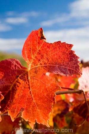 agricultural;agriculture;autuminal;autumn;autumnal;Bannockburn;Central-Otago;central-otago-vineyard;central-otago-vineyards;central-otago-wineries;central-otago-winery;close-up;close_up;closeup;color;colors;colour;colours;country;countryside;Cromwell;crop;crops;cultivation;deciduous;detail;Domain-Rd-Vineyard;Domain-Road-Vineyard;fall;farm;farming;farmland;farms;foliage;grape;grapes;grapevine;horticulture;leaf;leaves;line;lines;N.Z.;New-Zealand;NZ;orange;Otago;Pinot-Noir;red;rural;season;seasonal;seasons;South-Island;texture;vein;veins;vine;vines;vineyard;vineyards;vintage;wineage;wineries;winery;wines