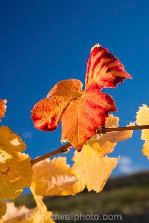 agricultural;agriculture;autuminal;autumn;autumnal;Bannockburn;Central-Otago;central-otago-vineyard;central-otago-vineyards;central-otago-wineries;central-otago-winery;color;colors;colour;colours;country;countryside;Cromwell;crop;crops;cultivation;deciduous;Domain-Rd-Vineyard;Domain-Road-Vineyard;fall;farm;farming;farmland;farms;grape;grapes;grapevine;horticulture;leaf;leaves;N.Z.;New-Zealand;NZ;orange;Otago;Pinot-Noir;red;rural;season;seasonal;seasons;South-Island;vine;vines;vineyard;vineyards;vintage;wineage;wineries;winery;wines;yellow