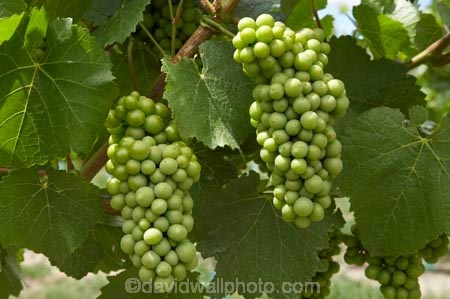 Bannockburn;Central-Otago;central-otago-vineyard;central-otago-vineyards;central-otago-wineries;central-otago-winery;country;countryside;Cromwell;crop;crops;cultivation;Domain-Rd-Vineyard;Domain-Road-Vineyard;farm;farming;farmland;farms;field;fields;grape;grapes;grapevine;green;horticulture;N.Z.;new-zealand;NZ;Otago;Pinot-Noir-Grapes;row;rows;rural;S.I.;SI;south-island;summer;vine;vines;vineyard;vineyards;vintage;wineage;wineries;winery;wines