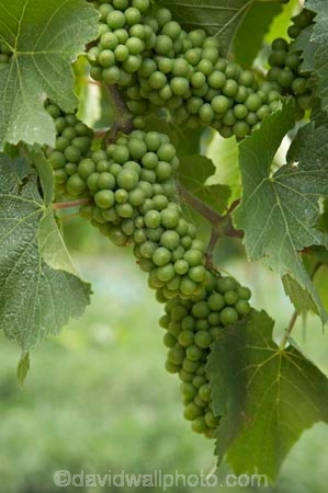 Bannockburn;Central-Otago;central-otago-vineyard;central-otago-vineyards;central-otago-wineries;central-otago-winery;country;countryside;Cromwell;crop;crops;cultivation;Domain-Rd-Vineyard;Domain-Road-Vineyard;farm;farming;farmland;farms;field;fields;grape;grapes;grapevine;green;horticulture;N.Z.;new-zealand;NZ;Otago;Pinot-Noir-Grapes;row;rows;rural;S.I.;SI;south-island;summer;vine;vines;vineyard;vineyards;vintage;wineage;wineries;winery;wines