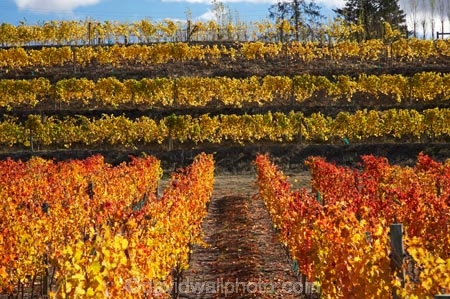 agricultural;agriculture;autuminal;autumn;autumn-colour;autumn-colours;autumnal;Central-Otago;central-otago-vineyard;central-otago-vineyards;central-otago-wineries;central-otago-winery;color;colors;colour;colours;country;countryside;Cromwell;crop;crops;cultivation;deciduous;fall;farm;farming;farmland;farms;field;fields;grape;grapes;grapevine;horticulture;leaf;leaves;N.Z.;new-zealand;NZ;orange;row;rows;rural;S.I.;season;seasonal;seasons;SI;South-Island;tree;trees;vine;vines;vineyard;vineyards;vintage;wineage;wineries;winery;wines
