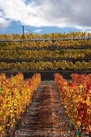 agricultural;agriculture;autuminal;autumn;autumn-colour;autumn-colours;autumnal;Central-Otago;central-otago-vineyard;central-otago-vineyards;central-otago-wineries;central-otago-winery;color;colors;colour;colours;country;countryside;Cromwell;crop;crops;cultivation;deciduous;fall;farm;farming;farmland;farms;field;fields;grape;grapes;grapevine;horticulture;leaf;leaves;N.Z.;new-zealand;NZ;orange;row;rows;rural;S.I.;season;seasonal;seasons;SI;South-Island;tree;trees;vine;vines;vineyard;vineyards;vintage;wineage;wineries;winery;wines