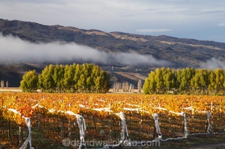 agricultural;agriculture;autuminal;autumn;autumn-colour;autumn-colours;autumnal;Central-Otago;central-otago-vineyard;central-otago-vineyards;central-otago-wineries;central-otago-winery;color;colors;colour;colours;country;countryside;crop;crops;cultivation;deciduous;fall;farm;farming;farmland;farms;field;fields;golden;grape;grapes;grapevine;horticulture;leaf;leaves;N.Z.;New-Zealand;NZ;Otago;Pisa-Valley;row;rows;rural;S.I.;season;seasonal;seasons;SI;Silver-Tussock-Vineyard;south-island;tree;trees;vine;vines;vineyard;vineyards;vintage;willow;willow-tree;willow-trees;willows;wineage;wineries;winery;wines;yellow