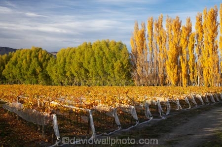 agricultural;agriculture;autuminal;autumn;autumn-colour;autumn-colours;autumnal;Central-Otago;central-otago-vineyard;central-otago-vineyards;central-otago-wineries;central-otago-winery;color;colors;colour;colours;country;countryside;crop;crops;cultivation;deciduous;fall;farm;farming;farmland;farms;field;fields;golden;grape;grapes;grapevine;horticulture;leaf;leaves;N.Z.;New-Zealand;NZ;Otago;Pisa-Valley;poplar;poplar-tree;poplar-trees;poplars;row;rows;rural;S.I.;season;seasonal;seasons;SI;Silver-Tussock-Vineyard;South-Island;tree;trees;vine;vines;vineyard;vineyards;vintage;willow;willow-tree;willow-trees;willows;wineage;wineries;winery;wines;yellow