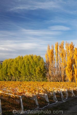 agricultural;agriculture;autuminal;autumn;autumn-colour;autumn-colours;autumnal;Central-Otago;central-otago-vineyard;central-otago-vineyards;central-otago-wineries;central-otago-winery;color;colors;colour;colours;country;countryside;crop;crops;cultivation;deciduous;fall;farm;farming;farmland;farms;field;fields;golden;grape;grapes;grapevine;horticulture;leaf;leaves;N.Z.;New-Zealand;NZ;Otago;Pisa-Valley;poplar;poplar-tree;poplar-trees;poplars;row;rows;rural;S.I.;season;seasonal;seasons;SI;Silver-Tussock-Vineyard;South-Island;tree;trees;vine;vines;vineyard;vineyards;vintage;willow;willow-tree;willow-trees;willows;wineage;wineries;winery;wines;yellow