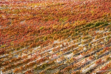 agricultural;agriculture;autuminal;autumn;autumn-colour;autumn-colours;autumnal;Bannockburn;bird-net;bird-nets;bird-netting;Central-Otago;central-otago-vineyard;central-otago-vineyards;central-otago-wineries;central-otago-winery;color;colors;colour;colours;country;countryside;Cromwell;crop;crops;cultivation;deciduous;Domain-Rd-Vineyard;Domain-Road-Vineyard;fall;farm;farming;farmland;farms;field;fields;grape;grapes;grapevine;horticulture;leaf;leaves;N.Z.;net;nets;netting;New-Zealand;NZ;orange;Otago;Pinot-Noir;red;row;rows;rural;S.I.;season;seasonal;seasons;SI;south-island;tree;trees;vine;vines;vineyard;vineyards;vintage;wineage;wineries;winery;wines