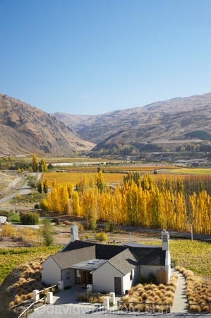 agricultural;agriculture;autuminal;autumn;autumn-colour;autumn-colours;autumnal;Bannockburn;bar;bars;cafe;cafes;Central-Otago;central-otago-vineyard;central-otago-vineyards;central-otago-wineries;central-otago-winery;color;colors;colour;colours;country;countryside;crop;crops;cuisine;cultivation;deciduous;dine;dining;fall;farm;farming;farmland;farms;field;fields;food;grape;grapes;grapevine;horticulture;leaf;leaves;Mt-Difficulty;Mt-Difficulty-Vineyard;Mt-Difficulty-Winery;Mt-Difficulty-Wines;N.Z.;new-zealand;NZ;poplar;poplar-tree;poplar-trees;poplars;restaurant;restaurants;row;rows;rural;S.I.;season;seasonal;seasons;SI;South-Island;tree;trees;vine;vines;vineyard;vineyards;vintage;wine;wineage;wineries;winery;wines;yellow