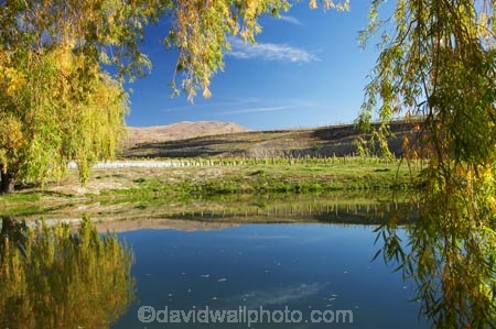 agricultural;agriculture;autuminal;autumn;autumnal;Bannockburn;Central-Otago;central-otago-vineyard;central-otago-vineyards;central-otago-wineries;central-otago-winery;color;colors;colour;colours;country;countryside;Cromwell;crop;crops;cultivation;dam;dams;deciduous;Domain-Rd-Vineyard;Domain-Road-Vineyard;fall;farm;farming;farmland;farms;grape;grapes;grapevine;horticulture;irrigation-dam;irrigation-dams;irrigation-pond;irrigation-reservoir;irrigation-reservoirs;irriigation-ponds;lake;leaf;leaves;N.Z.;New-Zealand;NZ;Otago;Pinot-Noir;pond;ponds;reflect;reflection;reflections;reservoir;reservoirs;rural;S.I.;season;seasonal;seasons;SI;South-Island;tree;trees;vine;vines;vineyard;vineyards;vintage;water_hole;willow;willow-tree;willow-trees;willows;wineage;wineries;winery;wines;yellow