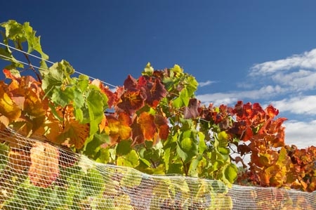 agricultural;agriculture;autuminal;autumn;autumnal;Bannockburn;Central-Otago;central-otago-vineyard;central-otago-vineyards;central-otago-wineries;central-otago-winery;color;colors;colour;colours;country;countryside;Cromwell;crop;crops;cultivation;deciduous;detail;distribution;Domain-Rd-Vineyard;Domain-Road-Vineyard;fall;farm;farming;farmland;farms;foliage;grape;grapes;grapevine;green;horticulture;leaf;leaves;N.Z.;New-Zealand;NZ;orange;Otago;Pinot-Noir;red;rural;S.I.;season;seasonal;seasons;SI;South-Island;texture;vein;veins;vine;vines;vineyard;vineyards;vintage;wineage;wineries;winery;wines
