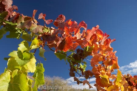 agricultural;agriculture;autuminal;autumn;autumnal;Bannockburn;Central-Otago;central-otago-vineyard;central-otago-vineyards;central-otago-wineries;central-otago-winery;color;colors;colour;colours;country;countryside;Cromwell;crop;crops;cultivation;deciduous;detail;distribution;Domain-Rd-Vineyard;Domain-Road-Vineyard;fall;farm;farming;farmland;farms;foliage;grape;grapes;grapevine;green;horticulture;leaf;leaves;N.Z.;New-Zealand;NZ;orange;Otago;Pinot-Noir;red;rural;S.I.;season;seasonal;seasons;SI;South-Island;texture;vein;veins;vine;vines;vineyard;vineyards;vintage;wineage;wineries;winery;wines