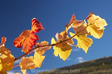 agricultural;agriculture;autuminal;autumn;autumnal;Bannockburn;Central-Otago;central-otago-vineyard;central-otago-vineyards;central-otago-wineries;central-otago-winery;color;colors;colour;colours;country;countryside;Cromwell;crop;crops;cultivation;deciduous;detail;distribution;Domain-Rd-Vineyard;Domain-Road-Vineyard;fall;farm;farming;farmland;farms;foliage;grape;grapes;grapevine;horticulture;leaf;leaves;N.Z.;New-Zealand;NZ;orange;Otago;Pinot-Noir;red;rural;S.I.;season;seasonal;seasons;SI;South-Island;texture;vein;veins;vine;vines;vineyard;vineyards;vintage;wineage;wineries;winery;wines;yellow