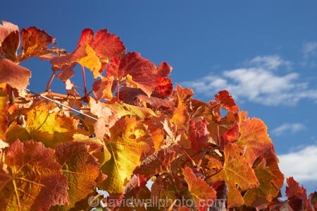 agricultural;agriculture;autuminal;autumn;autumnal;Bannockburn;Central-Otago;central-otago-vineyard;central-otago-vineyards;central-otago-wineries;central-otago-winery;color;colors;colour;colours;country;countryside;Cromwell;crop;crops;cultivation;deciduous;detail;distribution;Domain-Rd-Vineyard;Domain-Road-Vineyard;fall;farm;farming;farmland;farms;foliage;grape;grapes;grapevine;horticulture;leaf;leaves;N.Z.;New-Zealand;NZ;orange;Otago;Pinot-Noir;red;rural;S.I.;season;seasonal;seasons;SI;South-Island;texture;vein;veins;vine;vines;vineyard;vineyards;vintage;wineage;wineries;winery;wines