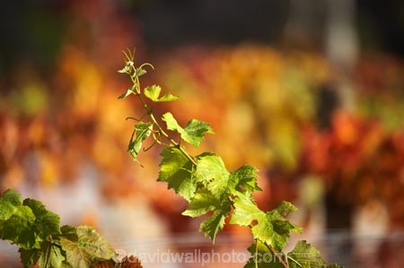 agricultural;agriculture;autuminal;autumn;autumnal;Bannockburn;Central-Otago;central-otago-vineyard;central-otago-vineyards;central-otago-wineries;central-otago-winery;color;colors;colour;colours;country;countryside;Cromwell;crop;crops;cultivation;deciduous;detail;distribution;Domain-Rd-Vineyard;Domain-Road-Vineyard;fall;farm;farming;farmland;farms;field;fields;foliage;grape;grapes;grapevine;horticulture;leaf;leaves;N.Z.;New-Zealand;NZ;orange;Otago;Pinot-Noir;red;row;rows;rural;S.I.;season;seasonal;seasons;SI;South-Island;texture;vein;veins;vine;vines;vineyard;vineyards;vintage;wineage;wineries;winery;wines