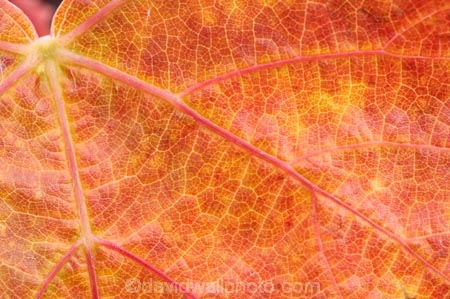 agricultural;agriculture;autuminal;autumn;autumnal;Bannockburn;Central-Otago;central-otago-vineyard;central-otago-vineyards;central-otago-wineries;central-otago-winery;close-up;close_up;closeup;color;colors;colour;colours;country;countryside;Cromwell;crop;crops;cultivation;deciduous;detail;distribution;Domain-Rd-Vineyard;Domain-Road-Vineyard;fall;farm;farming;farmland;farms;foliage;grape;grapes;grapevine;horticulture;leaf;leaves;N.Z.;New-Zealand;NZ;orange;Otago;Pinot-Noir;red;rural;S.I.;season;seasonal;seasons;SI;South-Island;texture;vein;veins;vine;vines;vineyard;vineyards;vintage;wineage;wineries;winery;wines