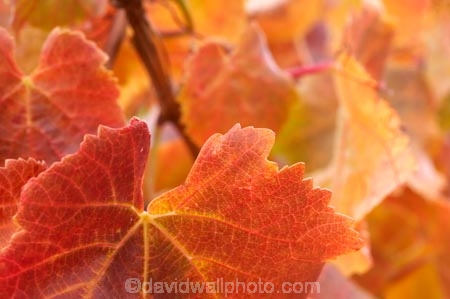 agricultural;agriculture;autuminal;autumn;autumnal;Bannockburn;Central-Otago;central-otago-vineyard;central-otago-vineyards;central-otago-wineries;central-otago-winery;close-up;close_up;closeup;color;colors;colour;colours;country;countryside;Cromwell;crop;crops;cultivation;deciduous;detail;distribution;Domain-Rd-Vineyard;Domain-Road-Vineyard;fall;farm;farming;farmland;farms;foliage;grape;grapes;grapevine;horticulture;leaf;leaves;N.Z.;New-Zealand;NZ;orange;Otago;Pinot-Noir;red;rural;S.I.;season;seasonal;seasons;SI;South-Island;texture;vein;veins;vine;vines;vineyard;vineyards;vintage;wineage;wineries;winery;wines