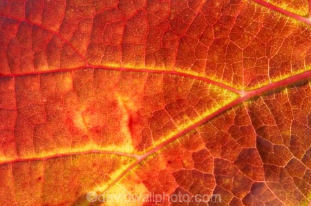 agricultural;agriculture;autuminal;autumn;autumnal;Bannockburn;Central-Otago;central-otago-vineyard;central-otago-vineyards;central-otago-wineries;central-otago-winery;close-up;close_up;closeup;color;colors;colour;colours;country;countryside;Cromwell;crop;crops;cultivation;deciduous;detail;distribution;Domain-Rd-Vineyard;Domain-Road-Vineyard;fall;farm;farming;farmland;farms;foliage;grape;grapes;grapevine;horticulture;leaf;leaves;N.Z.;New-Zealand;NZ;orange;Otago;Pinot-Noir;red;rural;S.I.;season;seasonal;seasons;SI;South-Island;texture;vein;veins;vine;vines;vineyard;vineyards;vintage;wineage;wineries;winery;wines