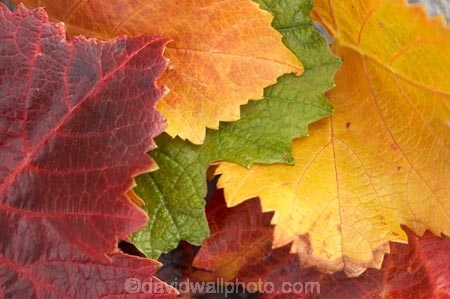 agricultural;agriculture;autuminal;autumn;autumnal;Bannockburn;Central-Otago;central-otago-vineyard;central-otago-vineyards;central-otago-wineries;central-otago-winery;close-up;close_up;closeup;color;colors;colour;colours;country;countryside;Cromwell;crop;crops;cultivation;deciduous;detail;distribution;Domain-Rd-Vineyard;Domain-Road-Vineyard;fall;farm;farming;farmland;farms;foliage;grape;grapes;grapevine;green;horticulture;leaf;leaves;N.Z.;New-Zealand;NZ;orange;Otago;Pinot-Noir;red;rural;S.I.;season;seasonal;seasons;SI;South-Island;texture;vein;veins;vine;vines;vineyard;vineyards;vintage;wineage;wineries;winery;wines;yellow
