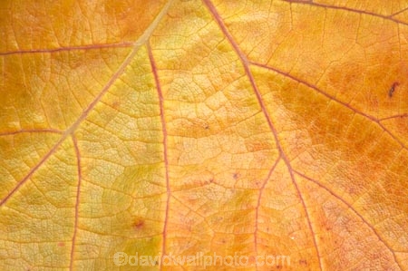 agricultural;agriculture;autuminal;autumn;autumnal;Bannockburn;Central-Otago;central-otago-vineyard;central-otago-vineyards;central-otago-wineries;central-otago-winery;close-up;close_up;closeup;color;colors;colour;colours;country;countryside;Cromwell;crop;crops;cultivation;deciduous;detail;distribution;Domain-Rd-Vineyard;Domain-Road-Vineyard;fall;farm;farming;farmland;farms;foliage;grape;grapes;grapevine;horticulture;leaf;leaves;N.Z.;New-Zealand;NZ;orange;Otago;Pinot-Noir;red;rural;S.I.;season;seasonal;seasons;SI;South-Island;texture;vein;veins;vine;vines;vineyard;vineyards;vintage;wineage;wineries;winery;wines