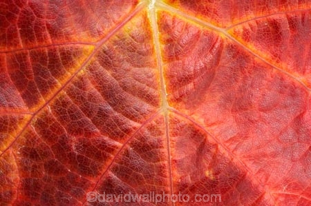 agricultural;agriculture;autuminal;autumn;autumnal;Bannockburn;Central-Otago;central-otago-vineyard;central-otago-vineyards;central-otago-wineries;central-otago-winery;close-up;close_up;closeup;color;colors;colour;colours;country;countryside;Cromwell;crop;crops;cultivation;deciduous;detail;distribution;Domain-Rd-Vineyard;Domain-Road-Vineyard;fall;farm;farming;farmland;farms;foliage;grape;grapes;grapevine;horticulture;leaf;leaves;N.Z.;New-Zealand;NZ;orange;Otago;Pinot-Noir;red;rural;S.I.;season;seasonal;seasons;SI;South-Island;texture;vein;veins;vine;vines;vineyard;vineyards;vintage;wineage;wineries;winery;wines