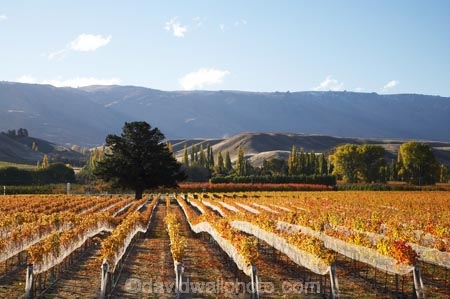 agricultural;agriculture;autuminal;autumn;autumn-colour;autumn-colours;autumnal;bird-net;bird-nets;bird-netting;Central-Otago;central-otago-vineyard;central-otago-vineyards;central-otago-wineries;central-otago-winery;color;colors;colour;colours;country;countryside;Cromwell;crop;crops;cultivation;deciduous;fall;farm;farming;farmland;farms;field;fields;golden;grape;grapes;grapevine;horticulture;N.Z.;net;nets;New-Zealand;NZ;Otago;Pisa-Range;row;rows;rural;S.I.;season;seasonal;seasons;SI;South-Is.;South-Island;tree;trees;vine;vines;vineyard;vineyards;vintage;wineage;wineries;winery;wines;Wooing-Tree-Vineyard;Wooing-Tree-Vineyards;Wooing-Tree-Winery;Wooing-Tree-Wines;yellow