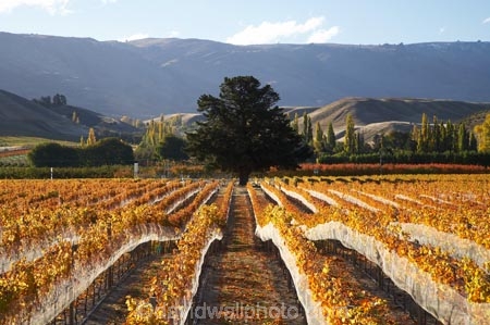 agricultural;agriculture;autuminal;autumn;autumn-colour;autumn-colours;autumnal;bird-net;bird-nets;bird-netting;Central-Otago;central-otago-vineyard;central-otago-vineyards;central-otago-wineries;central-otago-winery;color;colors;colour;colours;country;countryside;Cromwell;crop;crops;cultivation;deciduous;fall;farm;farming;farmland;farms;field;fields;golden;grape;grapes;grapevine;horticulture;N.Z.;net;nets;New-Zealand;NZ;Otago;Pisa-Range;row;rows;rural;S.I.;season;seasonal;seasons;SI;South-Is.;South-Island;tree;trees;vine;vines;vineyard;vineyards;vintage;wineage;wineries;winery;wines;Wooing-Tree-Vineyard;Wooing-Tree-Vineyards;Wooing-Tree-Winery;Wooing-Tree-Wines;yellow