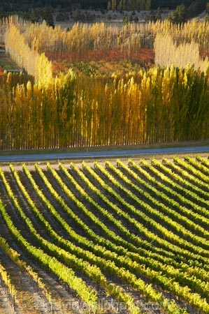agricultural;agriculture;autuminal;autumn;autumn-colour;autumn-colours;autumnal;Bannockburn;Central-Otago;central-otago-vineyard;central-otago-vineyards;central-otago-wineries;central-otago-winery;color;colors;colour;colours;country;countryside;crop;crops;cultivation;deciduous;fall;farm;farming;farmland;farms;field;fields;golden;grape;grapes;grapevine;horticulture;Mount-Difficulty-Vineyard;Mount-Difficulty-Vineyards;Mount-Difficulty-Winery;Mount-Difficulty-Wines;Mt-Difficulty-Vineyard;Mt-Difficulty-Vineyards;Mt-Difficulty-Winery;Mt-Difficulty-Wines;Mt.-Difficulty-Vineyard;Mt.-Difficulty-Vineyards;Mt.-Difficulty-Winery;Mt.-Difficulty-Wines;N.Z.;near-Cromwell;New-Zealand;NZ;Otago;poplar;poplar-tree;poplar-trees;poplars;row;rows;rural;S.I.;season;seasonal;seasons;SI;South-Is.;South-Island;tree;trees;vine;vines;vineyard;vineyards;vintage;wineage;wineries;winery;wines;yellow