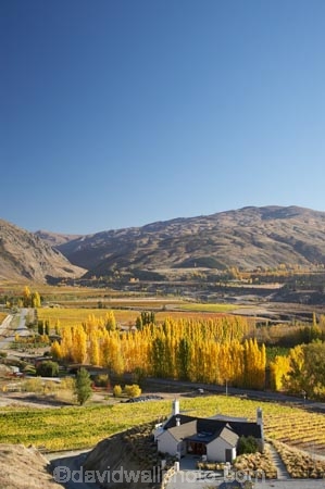 agricultural;agriculture;autuminal;autumn;autumn-colour;autumn-colours;autumnal;Bannockburn;cafe;cafes;Central-Otago;central-otago-vineyard;central-otago-vineyards;central-otago-wineries;central-otago-winery;color;colors;colour;colours;country;countryside;crop;crops;cultivation;deciduous;dining;fall;farm;farming;farmland;farms;field;fields;golden;grape;grapes;grapevine;horticulture;Mount-Difficulty-Vineyard;Mount-Difficulty-Vineyards;Mount-Difficulty-Winery;Mount-Difficulty-Wines;Mount-Michael;Mt-Difficulty-Vineyard;Mt-Difficulty-Vineyards;Mt-Difficulty-wine-tasting-room;Mt-Difficulty-Winery;Mt-Difficulty-Wines;Mt-Michael;Mt.-Difficulty-Vineyard;Mt.-Difficulty-Vineyards;Mt.-Difficulty-Winery;Mt.-Difficulty-Wines;Mt.-Michael;N.Z.;near-Cromwell;New-Zealand;NZ;Otago;poplar;poplar-tree;poplar-trees;poplars;restaurant;restaurants;row;rows;rural;S.I.;season;seasonal;seasons;SI;South-Is.;South-Island;tree;trees;vine;vines;vineyard;vineyards;vintage;wineage;wineries;winery;wines;yellow