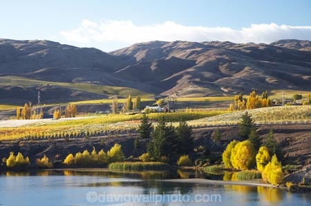 agricultural;agriculture;autuminal;autumn;autumn-colour;autumn-colours;autumnal;Bannockburn;Bannockburn-Inlet;bird-net;bird-nets;bird-netting;Cairnmuir-Mountains;Cairnmuir-Range;Cairnmuir-Terraces;Cairnmuir-Vineyard;Cairnmuir-Vineyards;Carrick-Vineyard;Carrick-Vineyards;Carrick-Winery;Carrick-Wines;Central-Otago;central-otago-vineyard;central-otago-vineyards;central-otago-wineries;central-otago-winery;color;colors;colour;colours;country;countryside;crop;crops;cultivation;deciduous;fall;farm;farming;farmland;farms;field;fields;grape;grapes;grapevine;horticulture;hydro-lake;hydro-lakes;Kawarau-Arm;lake;Lake-Dunstan;lakes;N.Z.;near-Cromwell;net;nets;New-Zealand;NZ;Otago;row;rows;rural;S.I.;season;seasonal;seasons;SI;South-Is.;south-island;tree;trees;vine;vines;vineyard;vineyards;vintage;water;wineage;wineries;winery;wines