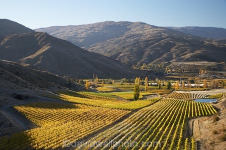 agricultural;agriculture;autuminal;autumn;autumn-colour;autumn-colours;autumnal;Bannockburn;Central-Otago;central-otago-vineyard;central-otago-vineyards;central-otago-wineries;central-otago-winery;color;colors;colour;colours;country;countryside;crop;crops;cultivation;deciduous;fall;farm;farming;farmland;farms;Felton-Road-Vineyard;Felton-Road-Vineyards;Felton-Road-Wines;field;fields;golden;grape;grapes;grapevine;horticulture;Mount-Michael;Mt-Michael;Mt.-Michael;N.Z.;near-Cromwell;New-Zealand;NZ;Otago;poplar;poplar-tree;poplar-trees;poplars;row;rows;rural;S.I.;season;seasonal;seasons;SI;South-Is.;South-Island;tree;trees;vine;vines;vineyard;vineyards;vintage;wineage;wineries;winery;wines;yellow