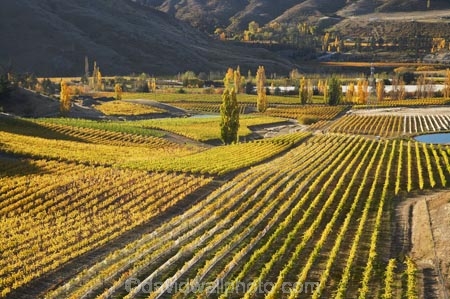 agricultural;agriculture;autuminal;autumn;autumn-colour;autumn-colours;autumnal;Bannockburn;Central-Otago;central-otago-vineyard;central-otago-vineyards;central-otago-wineries;central-otago-winery;color;colors;colour;colours;country;countryside;crop;crops;cultivation;deciduous;fall;farm;farming;farmland;farms;Felton-Road-Vineyard;Felton-Road-Vineyards;Felton-Road-Wines;field;fields;golden;grape;grapes;grapevine;horticulture;N.Z.;near-Cromwell;New-Zealand;NZ;Otago;poplar;poplar-tree;poplar-trees;poplars;row;rows;rural;S.I.;season;seasonal;seasons;SI;South-Is.;South-Island;tree;trees;vine;vines;vineyard;vineyards;vintage;wineage;wineries;winery;wines;yellow