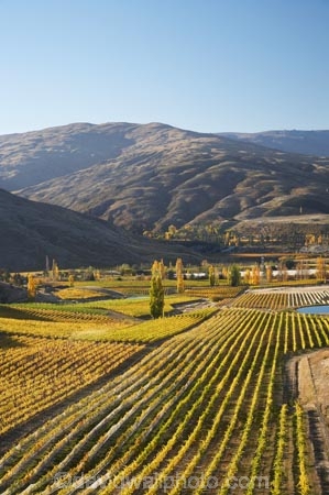 agricultural;agriculture;autuminal;autumn;autumn-colour;autumn-colours;autumnal;Bannockburn;Central-Otago;central-otago-vineyard;central-otago-vineyards;central-otago-wineries;central-otago-winery;color;colors;colour;colours;country;countryside;crop;crops;cultivation;deciduous;fall;farm;farming;farmland;farms;Felton-Road-Vineyard;Felton-Road-Vineyards;Felton-Road-Wines;field;fields;golden;grape;grapes;grapevine;horticulture;Mount-Michael;Mt-Michael;Mt.-Michael;N.Z.;near-Cromwell;New-Zealand;NZ;Otago;poplar;poplar-tree;poplar-trees;poplars;row;rows;rural;S.I.;season;seasonal;seasons;SI;South-Is.;South-Island;tree;trees;vine;vines;vineyard;vineyards;vintage;wineage;wineries;winery;wines;yellow