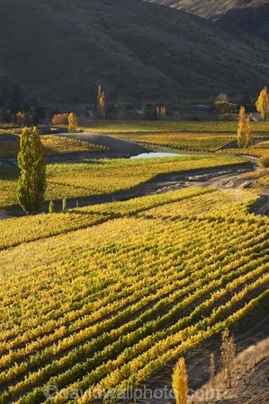 agricultural;agriculture;autuminal;autumn;autumn-colour;autumn-colours;autumnal;Bannockburn;Central-Otago;central-otago-vineyard;central-otago-vineyards;central-otago-wineries;central-otago-winery;color;colors;colour;colours;country;countryside;crop;crops;cultivation;deciduous;fall;farm;farming;farmland;farms;Felton-Road-Vineyard;Felton-Road-Vineyards;Felton-Road-Wines;field;fields;golden;grape;grapes;grapevine;horticulture;N.Z.;near-Cromwell;New-Zealand;NZ;Otago;poplar;poplar-tree;poplar-trees;poplars;row;rows;rural;S.I.;season;seasonal;seasons;SI;South-Is.;South-Island;tree;trees;vine;vines;vineyard;vineyards;vintage;wineage;wineries;winery;wines;yellow