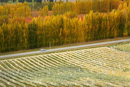 agricultural;agriculture;autuminal;autumn;autumn-colour;autumn-colours;autumnal;Bannockburn;Central-Otago;central-otago-vineyard;central-otago-vineyards;central-otago-wineries;central-otago-winery;color;colors;colour;colours;country;countryside;crop;crops;cultivation;deciduous;fall;farm;farming;farmland;farms;field;fields;golden;grape;grapes;grapevine;horticulture;leaf;leaves;line;lines;Mount-Difficulty-Vineyard;Mount-Difficulty-Vineyards;Mount-Difficulty-Winery;Mount-Difficulty-Wines;Mt-Difficulty-Vineyard;Mt-Difficulty-Vineyards;Mt-Difficulty-Winery;Mt-Difficulty-Wines;Mt.-Difficulty-Vineyard;Mt.-Difficulty-Vineyards;Mt.-Difficulty-Winery;Mt.-Difficulty-Wines;N.Z.;near-Cromwell;New-Zealand;NZ;Otago;pattern;patterns;poplar;poplar-tree;poplar-trees;poplars;row;rows;rural;S.I.;season;seasonal;seasons;SI;South-Is;South-Is.;south-island;Sth-Is;tree;trees;vine;vines;vineyard;vineyards;vintage;wineage;wineries;winery;wines;yellow