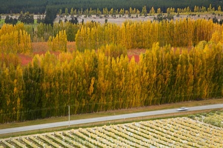 agricultural;agriculture;autuminal;autumn;autumn-colour;autumn-colours;autumnal;Bannockburn;Central-Otago;central-otago-vineyard;central-otago-vineyards;central-otago-wineries;central-otago-winery;color;colors;colour;colours;country;countryside;crop;crops;cultivation;deciduous;fall;farm;farming;farmland;farms;field;fields;golden;grape;grapes;grapevine;horticulture;leaf;leaves;line;lines;Mount-Difficulty-Vineyard;Mount-Difficulty-Vineyards;Mount-Difficulty-Winery;Mount-Difficulty-Wines;Mt-Difficulty-Vineyard;Mt-Difficulty-Vineyards;Mt-Difficulty-Winery;Mt-Difficulty-Wines;Mt.-Difficulty-Vineyard;Mt.-Difficulty-Vineyards;Mt.-Difficulty-Winery;Mt.-Difficulty-Wines;N.Z.;near-Cromwell;New-Zealand;NZ;Otago;pattern;patterns;poplar;poplar-tree;poplar-trees;poplars;row;rows;rural;S.I.;season;seasonal;seasons;SI;South-Is;South-Is.;south-island;Sth-Is;tree;trees;vine;vines;vineyard;vineyards;vintage;wineage;wineries;winery;wines;yellow