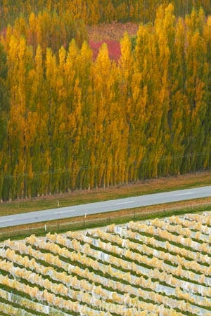 agricultural;agriculture;autuminal;autumn;autumn-colour;autumn-colours;autumnal;Bannockburn;Central-Otago;central-otago-vineyard;central-otago-vineyards;central-otago-wineries;central-otago-winery;color;colors;colour;colours;country;countryside;crop;crops;cultivation;deciduous;fall;farm;farming;farmland;farms;field;fields;golden;grape;grapes;grapevine;horticulture;leaf;leaves;line;lines;Mount-Difficulty-Vineyard;Mount-Difficulty-Vineyards;Mount-Difficulty-Winery;Mount-Difficulty-Wines;Mt-Difficulty-Vineyard;Mt-Difficulty-Vineyards;Mt-Difficulty-Winery;Mt-Difficulty-Wines;Mt.-Difficulty-Vineyard;Mt.-Difficulty-Vineyards;Mt.-Difficulty-Winery;Mt.-Difficulty-Wines;N.Z.;near-Cromwell;New-Zealand;NZ;Otago;pattern;patterns;poplar;poplar-tree;poplar-trees;poplars;row;rows;rural;S.I.;season;seasonal;seasons;SI;South-Is;South-Is.;south-island;Sth-Is;tree;trees;vine;vines;vineyard;vineyards;vintage;wineage;wineries;winery;wines;yellow