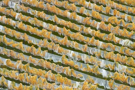 agricultural;agriculture;autuminal;autumn;autumn-colour;autumn-colours;autumnal;Bannockburn;bird-nets;bird-netting;Central-Otago;central-otago-vineyard;central-otago-vineyards;central-otago-wineries;central-otago-winery;color;colors;colour;colours;country;countryside;crop;crops;cultivation;deciduous;diagonal;fall;farm;farming;farmland;farms;field;fields;golden;grape;grapes;grapevine;horticulture;leaf;leaves;line;lines;Mount-Difficulty-Vineyard;Mount-Difficulty-Vineyards;Mount-Difficulty-Winery;Mount-Difficulty-Wines;Mt-Difficulty-Vineyard;Mt-Difficulty-Vineyards;Mt-Difficulty-Winery;Mt-Difficulty-Wines;Mt.-Difficulty-Vineyard;Mt.-Difficulty-Vineyards;Mt.-Difficulty-Winery;Mt.-Difficulty-Wines;N.Z.;near-Cromwell;net;nets;netting;New-Zealand;NZ;Otago;pattern;patterns;row;rows;rural;S.I.;season;seasonal;seasons;SI;South-Is;South-Is.;south-island;Sth-Is;tree;trees;vine;vines;vineyard;vineyards;vintage;wineage;wineries;winery;wines;yellow