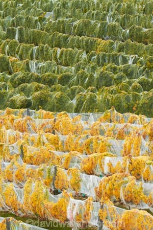agricultural;agriculture;autuminal;autumn;autumn-colour;autumn-colours;autumnal;Bannockburn;bird-nets;bird-netting;Central-Otago;central-otago-vineyard;central-otago-vineyards;central-otago-wineries;central-otago-winery;color;colors;colour;colours;country;countryside;crop;crops;cultivation;deciduous;fall;farm;farming;farmland;farms;field;fields;golden;grape;grapes;grapevine;green;green-and-yellow;horticulture;leaf;leaves;line;lines;Mount-Difficulty-Vineyard;Mount-Difficulty-Vineyards;Mount-Difficulty-Winery;Mount-Difficulty-Wines;Mt-Difficulty-Vineyard;Mt-Difficulty-Vineyards;Mt-Difficulty-Winery;Mt-Difficulty-Wines;Mt.-Difficulty-Vineyard;Mt.-Difficulty-Vineyards;Mt.-Difficulty-Winery;Mt.-Difficulty-Wines;N.Z.;near-Cromwell;net;nets;netting;New-Zealand;NZ;Otago;pattern;patterns;row;rows;rural;S.I.;season;seasonal;seasons;SI;South-Is;South-Is.;south-island;Sth-Is;tree;trees;vine;vines;vineyard;vineyards;vintage;wineage;wineries;winery;wines;yellow;yellow-and-green