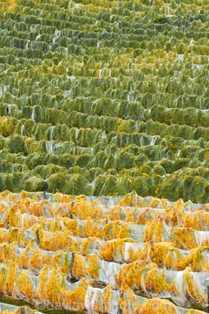 agricultural;agriculture;autuminal;autumn;autumn-colour;autumn-colours;autumnal;Bannockburn;bird-nets;bird-netting;Central-Otago;central-otago-vineyard;central-otago-vineyards;central-otago-wineries;central-otago-winery;color;colors;colour;colours;country;countryside;crop;crops;cultivation;deciduous;fall;farm;farming;farmland;farms;field;fields;golden;grape;grapes;grapevine;green;green-and-yellow;horticulture;leaf;leaves;line;lines;Mount-Difficulty-Vineyard;Mount-Difficulty-Vineyards;Mount-Difficulty-Winery;Mount-Difficulty-Wines;Mt-Difficulty-Vineyard;Mt-Difficulty-Vineyards;Mt-Difficulty-Winery;Mt-Difficulty-Wines;Mt.-Difficulty-Vineyard;Mt.-Difficulty-Vineyards;Mt.-Difficulty-Winery;Mt.-Difficulty-Wines;N.Z.;near-Cromwell;net;nets;netting;New-Zealand;NZ;Otago;pattern;patterns;row;rows;rural;S.I.;season;seasonal;seasons;SI;South-Is;South-Is.;south-island;Sth-Is;tree;trees;vine;vines;vineyard;vineyards;vintage;wineage;wineries;winery;wines;yellow;yellow-and-green