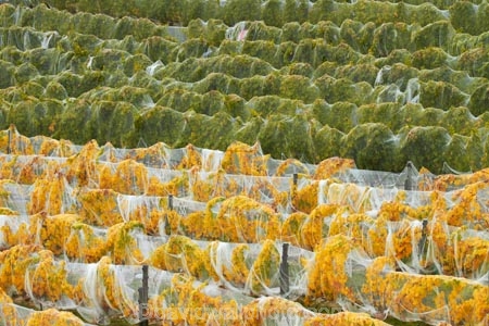 agricultural;agriculture;autuminal;autumn;autumn-colour;autumn-colours;autumnal;Bannockburn;bird-nets;bird-netting;Central-Otago;central-otago-vineyard;central-otago-vineyards;central-otago-wineries;central-otago-winery;color;colors;colour;colours;country;countryside;crop;crops;cultivation;deciduous;fall;farm;farming;farmland;farms;field;fields;golden;grape;grapes;grapevine;green;green-and-yellow;horticulture;leaf;leaves;line;lines;Mount-Difficulty-Vineyard;Mount-Difficulty-Vineyards;Mount-Difficulty-Winery;Mount-Difficulty-Wines;Mt-Difficulty-Vineyard;Mt-Difficulty-Vineyards;Mt-Difficulty-Winery;Mt-Difficulty-Wines;Mt.-Difficulty-Vineyard;Mt.-Difficulty-Vineyards;Mt.-Difficulty-Winery;Mt.-Difficulty-Wines;N.Z.;near-Cromwell;net;nets;netting;New-Zealand;NZ;Otago;pattern;patterns;row;rows;rural;S.I.;season;seasonal;seasons;SI;South-Is;South-Is.;south-island;Sth-Is;tree;trees;vine;vines;vineyard;vineyards;vintage;wineage;wineries;winery;wines;yellow;yellow-and-green
