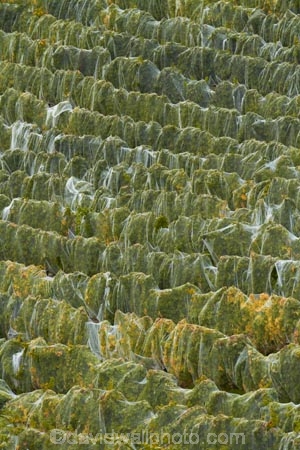 agricultural;agriculture;autuminal;autumn;autumn-colour;autumn-colours;autumnal;Bannockburn;bird-nets;bird-netting;Central-Otago;central-otago-vineyard;central-otago-vineyards;central-otago-wineries;central-otago-winery;color;colors;colour;colours;country;countryside;crop;crops;cultivation;deciduous;fall;farm;farming;farmland;farms;field;fields;grape;grapes;grapevine;green;green-and-yellow;horticulture;leaf;leaves;line;lines;Mount-Difficulty-Vineyard;Mount-Difficulty-Vineyards;Mount-Difficulty-Winery;Mount-Difficulty-Wines;Mt-Difficulty-Vineyard;Mt-Difficulty-Vineyards;Mt-Difficulty-Winery;Mt-Difficulty-Wines;Mt.-Difficulty-Vineyard;Mt.-Difficulty-Vineyards;Mt.-Difficulty-Winery;Mt.-Difficulty-Wines;N.Z.;near-Cromwell;net;nets;netting;New-Zealand;NZ;Otago;pattern;patterns;row;rows;rural;S.I.;season;seasonal;seasons;SI;South-Is;South-Is.;south-island;Sth-Is;tree;trees;vine;vines;vineyard;vineyards;vintage;wineage;wineries;winery;wines;yellow-and-green